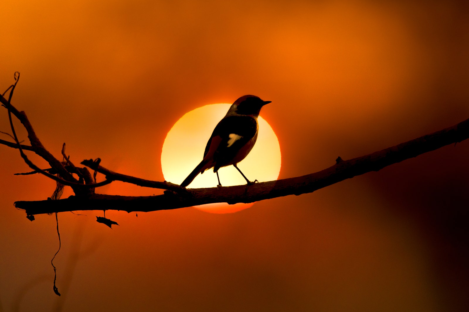 Here’s All the Gear You Need to Start Birding
