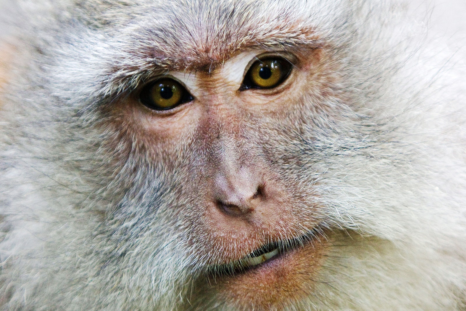 A Monkey Got a New Kidney From a Pig&-and Lived for 2 Years