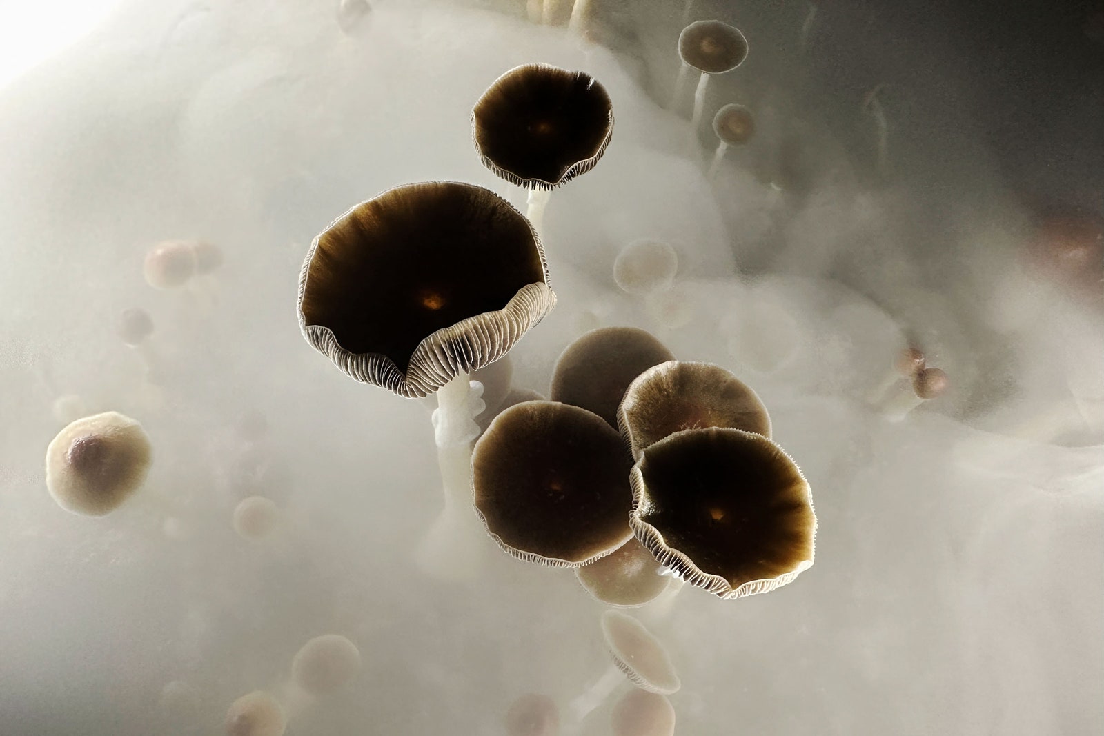 California Nixes a Bill to Decriminalize Plant-Based Psychedelics