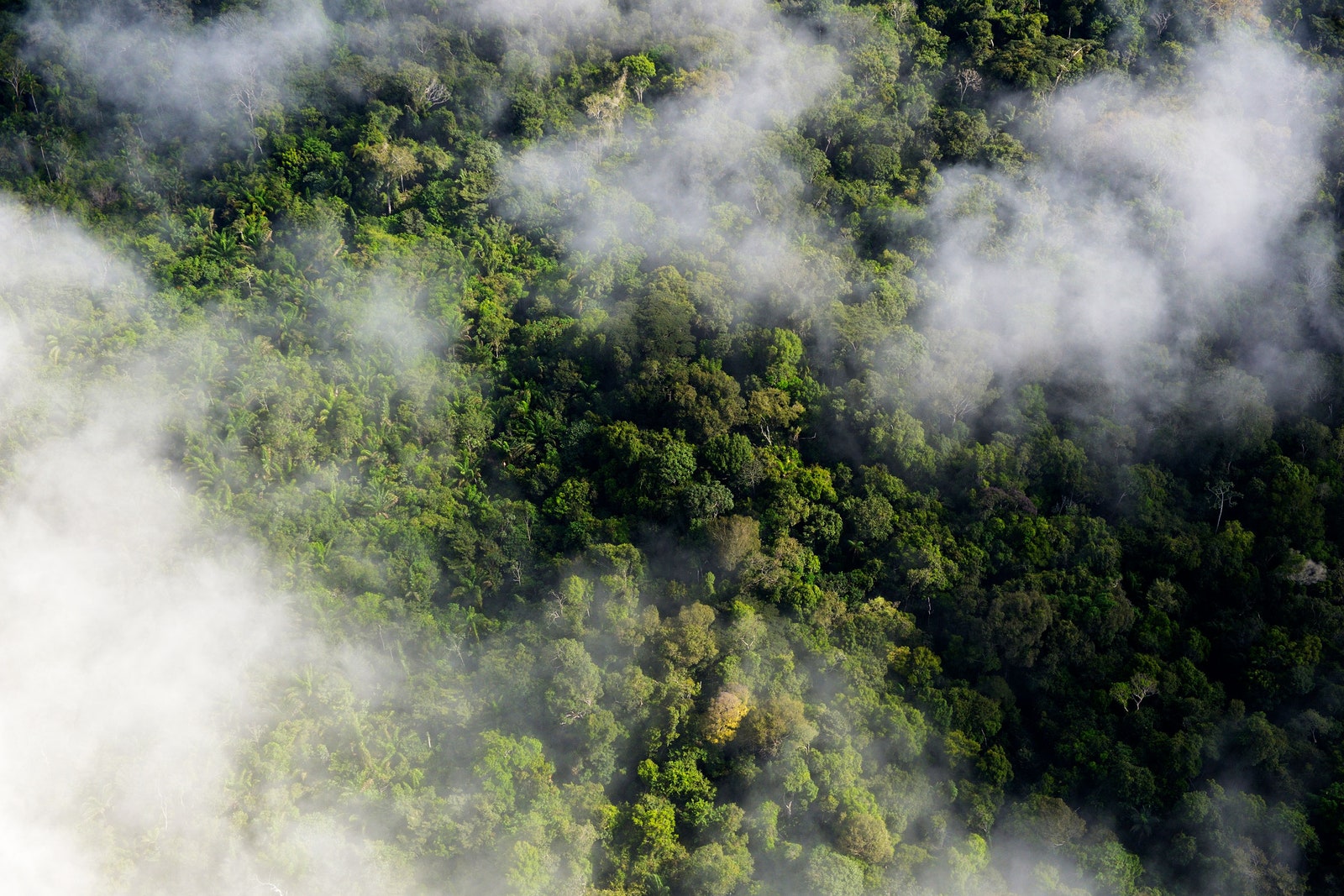 A Revelation About Trees Is Messing With Climate Calculations